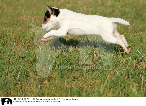Parson Russell Terrier Welpe / Parson Russell Terrier Puppy / SS-20626