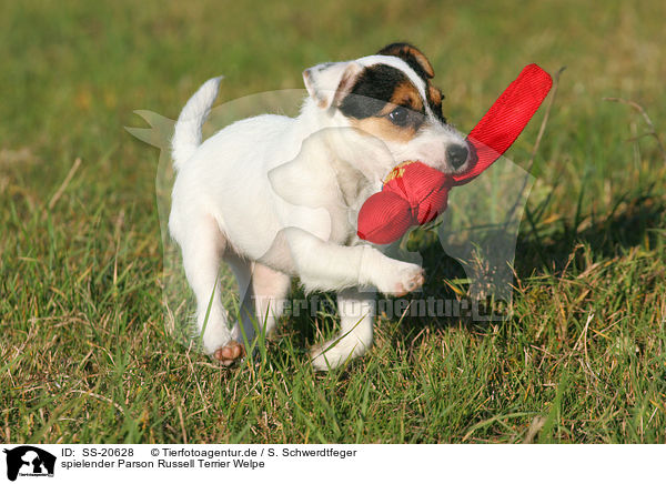 Parson Russell Terrier Welpe / Parson Russell Terrier Puppy / SS-20628