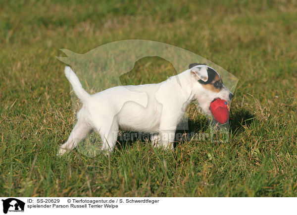 Parson Russell Terrier Welpe / Parson Russell Terrier Puppy / SS-20629