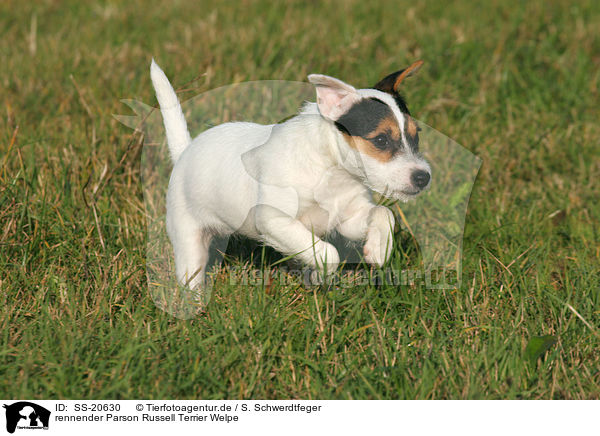 Parson Russell Terrier Welpe / Parson Russell Terrier Puppy / SS-20630