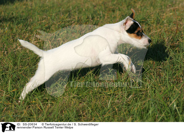 Parson Russell Terrier Welpe / Parson Russell Terrier Puppy / SS-20634