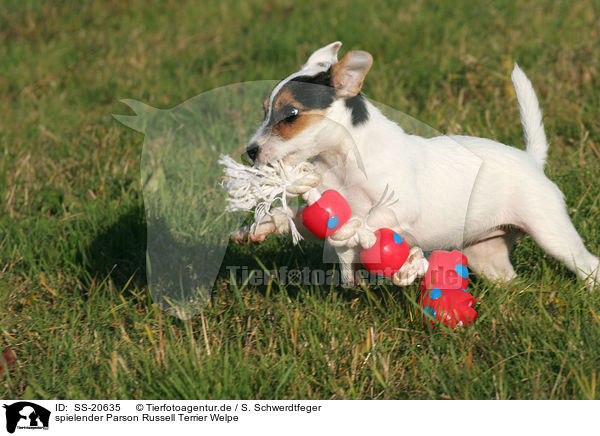 Parson Russell Terrier Welpe / Parson Russell Terrier Puppy / SS-20635