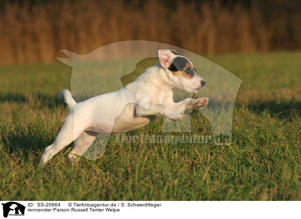 Parson Russell Terrier Welpe / Parson Russell Terrier Puppy / SS-20664