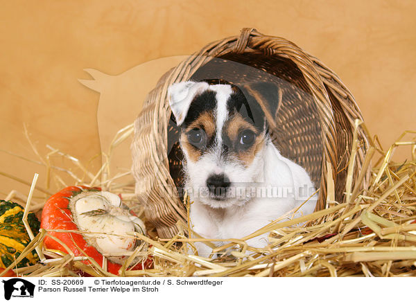 Parson Russell Terrier Welpe / Parson Russell Terrier Puppy / SS-20669