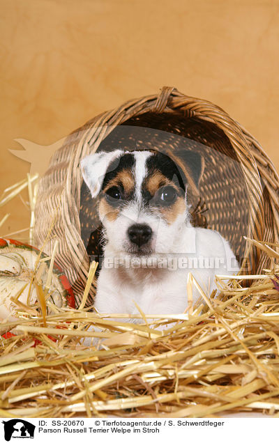 Parson Russell Terrier Welpe / Parson Russell Terrier Puppy / SS-20670