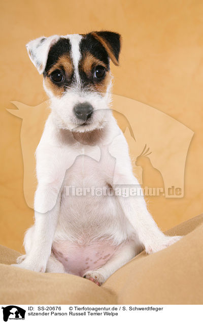 Parson Russell Terrier Welpe / Parson Russell Terrier Puppy / SS-20676