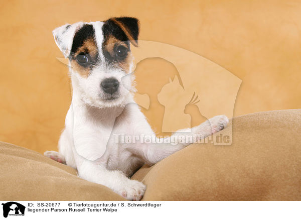 Parson Russell Terrier Welpe / Parson Russell Terrier Puppy / SS-20677
