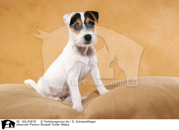 Parson Russell Terrier Welpe / Parson Russell Terrier Puppy / SS-20678