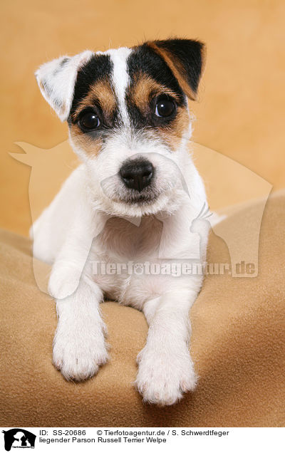 Parson Russell Terrier Welpe / Parson Russell Terrier Puppy / SS-20686