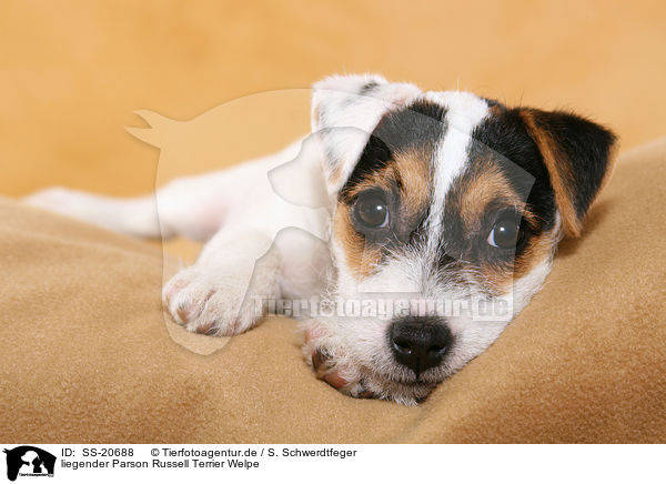 Parson Russell Terrier Welpe / Parson Russell Terrier Puppy / SS-20688