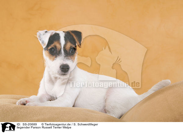 Parson Russell Terrier Welpe / Parson Russell Terrier Puppy / SS-20689