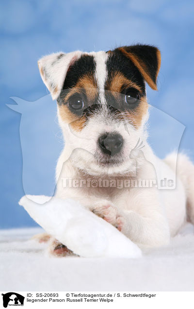 Parson Russell Terrier Welpe / Parson Russell Terrier Puppy / SS-20693
