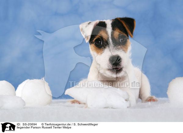 Parson Russell Terrier Welpe / Parson Russell Terrier Puppy / SS-20694