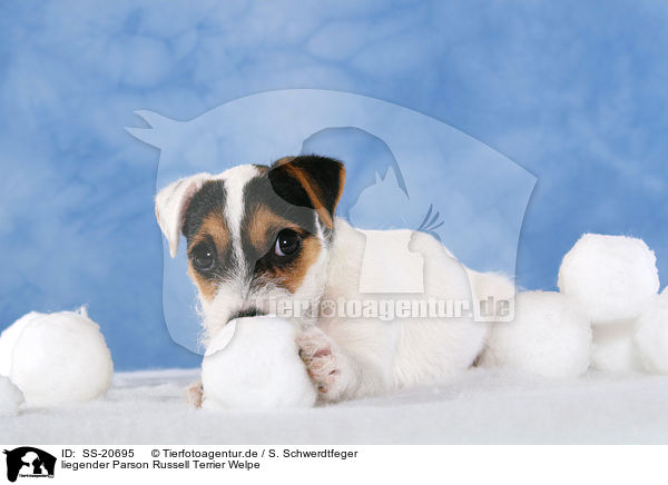 Parson Russell Terrier Welpe / Parson Russell Terrier Puppy / SS-20695
