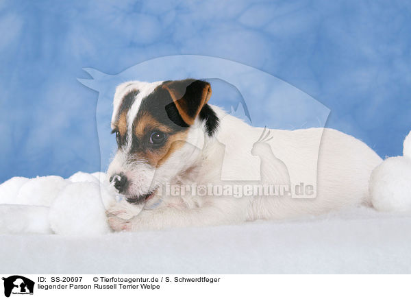Parson Russell Terrier Welpe / Parson Russell Terrier Puppy / SS-20697