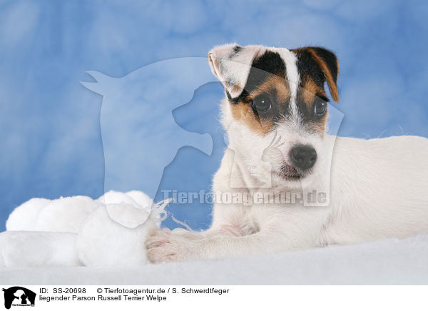Parson Russell Terrier Welpe / Parson Russell Terrier Puppy / SS-20698