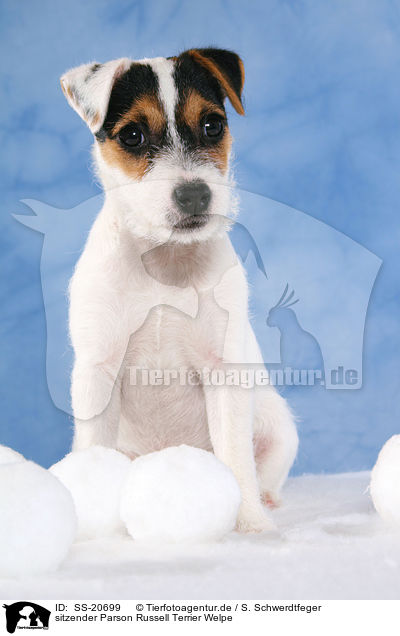 Parson Russell Terrier Welpe / Parson Russell Terrier Puppy / SS-20699