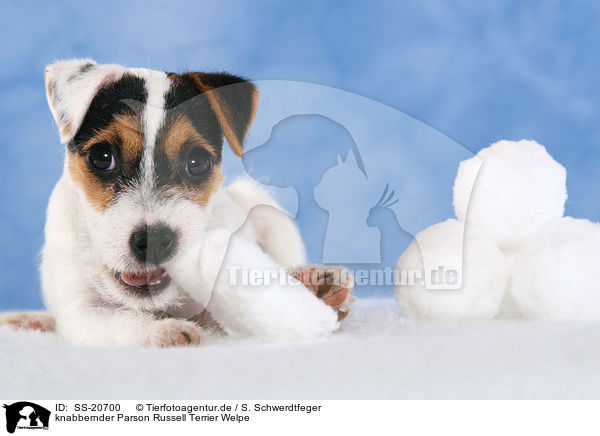 Parson Russell Terrier Welpe / Parson Russell Terrier Puppy / SS-20700