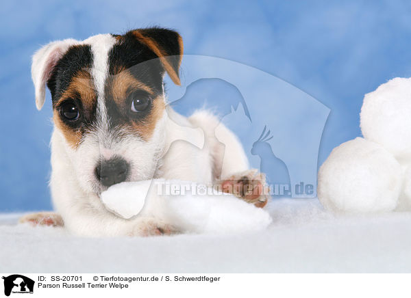 Parson Russell Terrier Welpe / Parson Russell Terrier Puppy / SS-20701