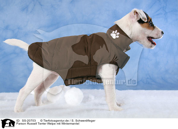 Parson Russell Terrier Welpe mit Wintermantel / Parson Russell Terrier Puppy wearing coat / SS-20703