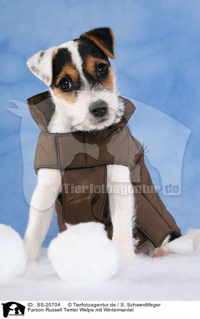 Parson Russell Terrier Welpe mit Wintermantel / Parson Russell Terrier Puppy wearing coat / SS-20704