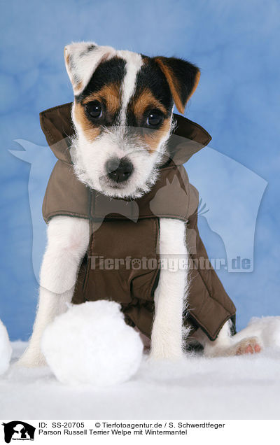 Parson Russell Terrier Welpe mit Wintermantel / Parson Russell Terrier Puppy wearing coat / SS-20705