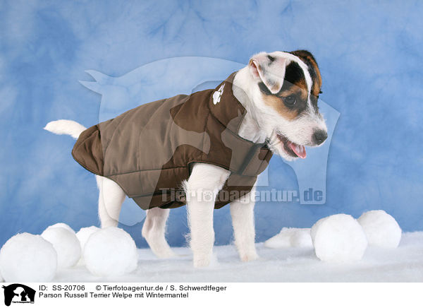 Parson Russell Terrier Welpe mit Wintermantel / Parson Russell Terrier Puppy wearing coat / SS-20706