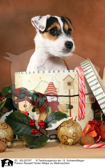 Parson Russell Terrier Welpe zu Weihnachten / Parson Russell Terrier Puppy at christmas / SS-20707