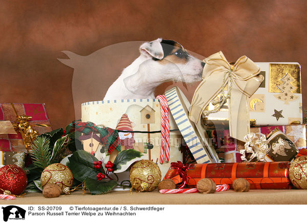 Parson Russell Terrier Welpe zu Weihnachten / Parson Russell Terrier Puppy at christmas / SS-20709