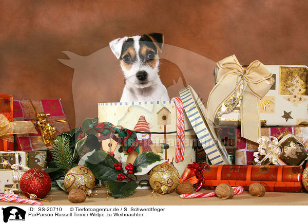 ParParson Russell Terrier Welpe zu Weihnachten / SS-20710