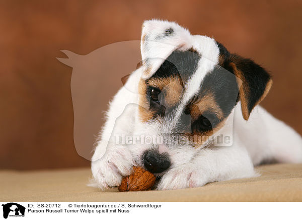 Parson Russell Terrier Welpe spielt mit Nuss / Parson Russell Terrier Puppy plays with nut / SS-20712