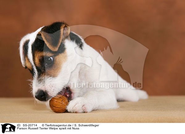 Parson Russell Terrier Welpe spielt mit Nuss / Parson Russell Terrier Puppy plays with nut / SS-20714