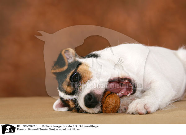 Parson Russell Terrier Welpe spielt mit Nuss / Parson Russell Terrier Puppy plays with nut / SS-20716