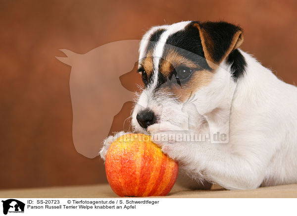Parson Russell Terrier Welpe knabbert an Apfel / Parson Russell Terrier Puppy nibbles at apple / SS-20723