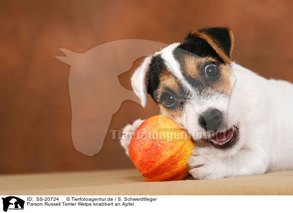 Parson Russell Terrier Welpe knabbert an Apfel / SS-20724