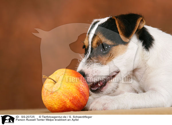 Parson Russell Terrier Welpe knabbert an Apfel / Parson Russell Terrier Puppy nibbles at apple / SS-20725