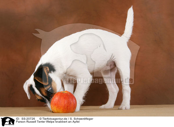 Parson Russell Terrier Welpe knabbert an Apfel / Parson Russell Terrier Puppy nibbles at apple / SS-20726