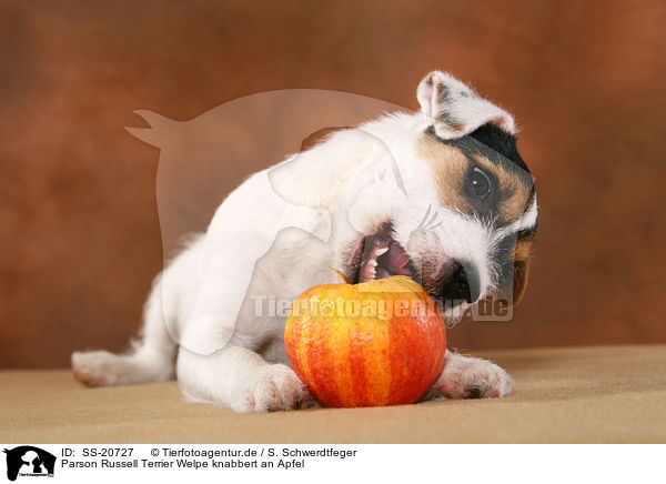 Parson Russell Terrier Welpe knabbert an Apfel / Parson Russell Terrier Puppy nibbles at apple / SS-20727