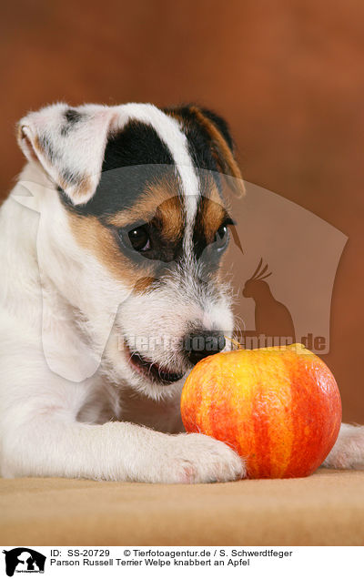 Parson Russell Terrier Welpe knabbert an Apfel / Parson Russell Terrier Puppy nibbles at apple / SS-20729
