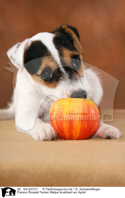 Parson Russell Terrier Welpe knabbert an Apfel / Parson Russell Terrier Puppy nibbles at apple / SS-20731