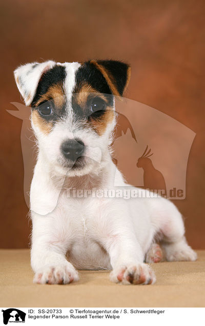 liegender Parson Russell Terrier Welpe / lying Parson Russell Terrier Puppy / SS-20733
