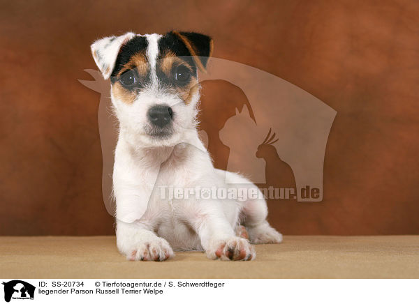 liegender Parson Russell Terrier Welpe / lying Parson Russell Terrier Puppy / SS-20734