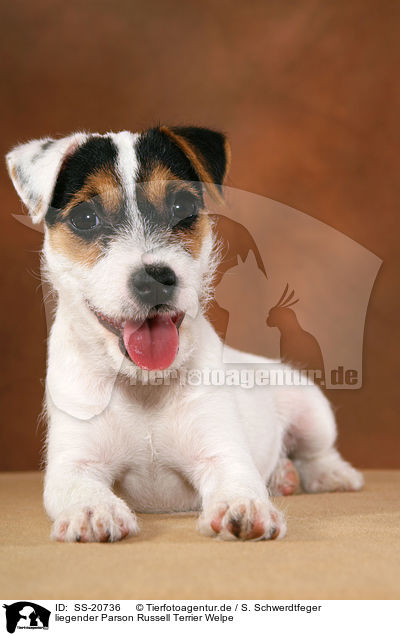 liegender Parson Russell Terrier Welpe / lying Parson Russell Terrier Puppy / SS-20736