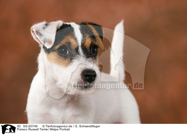 Parson Russell Terrier Welpe Portrait / Parson Russell Terrier Puppy Portrait / SS-20746