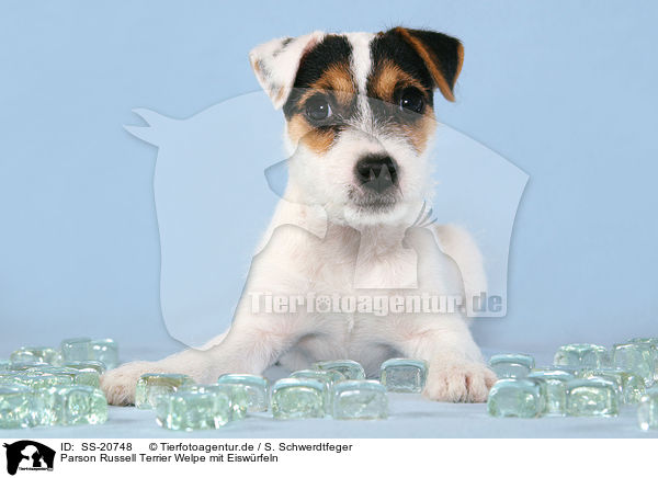 Parson Russell Terrier Welpe mit Eiswrfeln / Parson Russell Terrier Puppy with icecubes / SS-20748