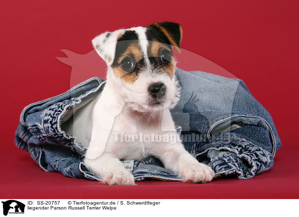 liegender Parson Russell Terrier Welpe / Parson Russell Terrier Puppy / SS-20757