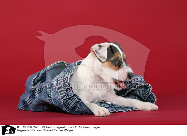 liegender Parson Russell Terrier Welpe / Parson Russell Terrier Puppy / SS-20759