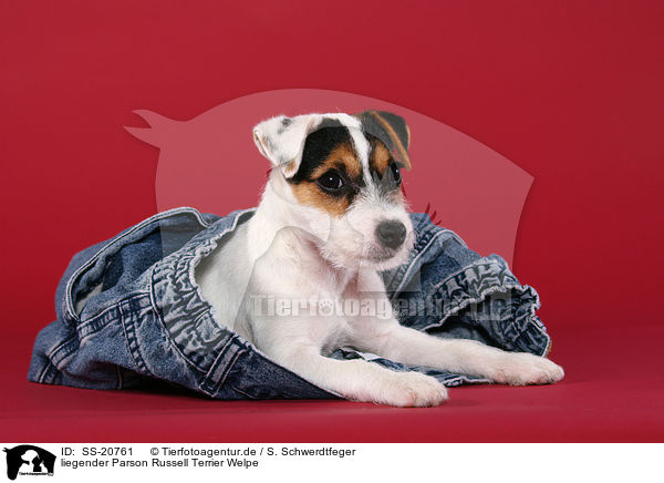 liegender Parson Russell Terrier Welpe / Parson Russell Terrier Puppy / SS-20761