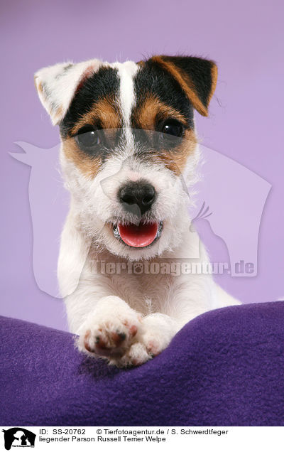 liegender Parson Russell Terrier Welpe / lying Parson Russell Terrier Puppy / SS-20762