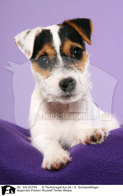 liegender Parson Russell Terrier Welpe / lying Parson Russell Terrier Puppy / SS-20765